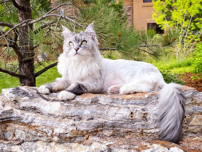 Maine Coon