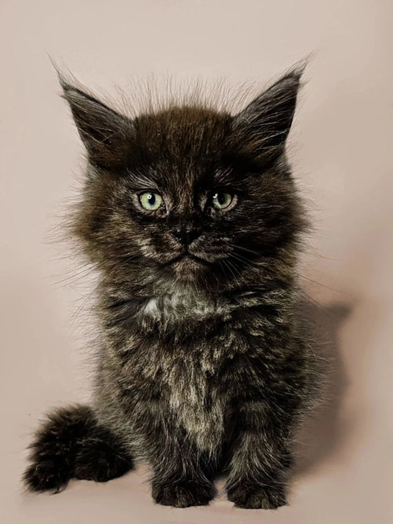 Maine Coon