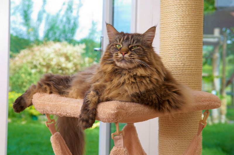 Maine Coon