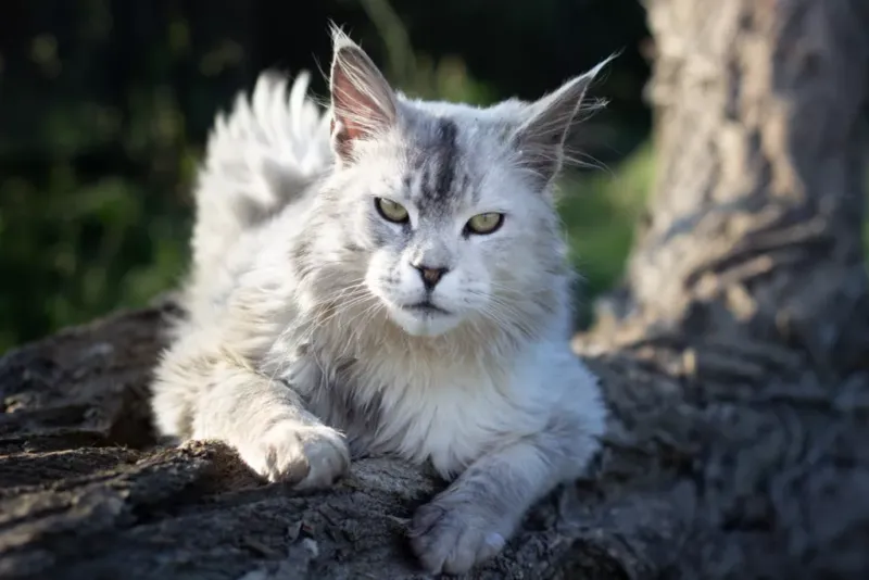 Maine Coon