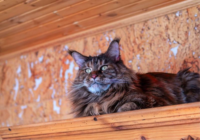 Maine Coon
