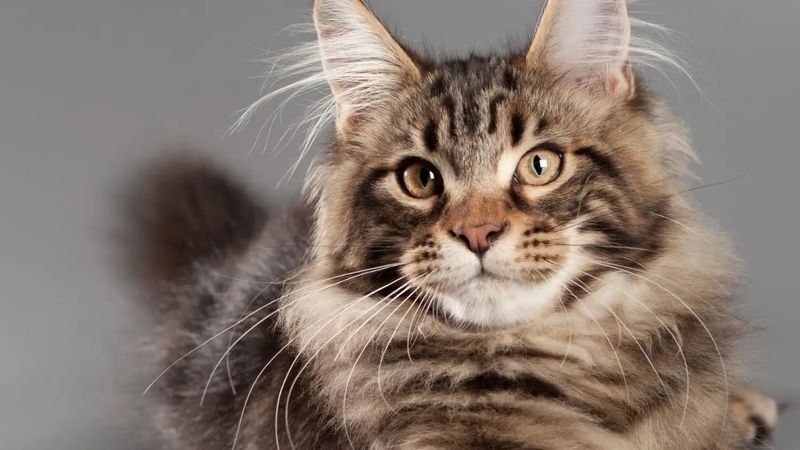 Maine Coon