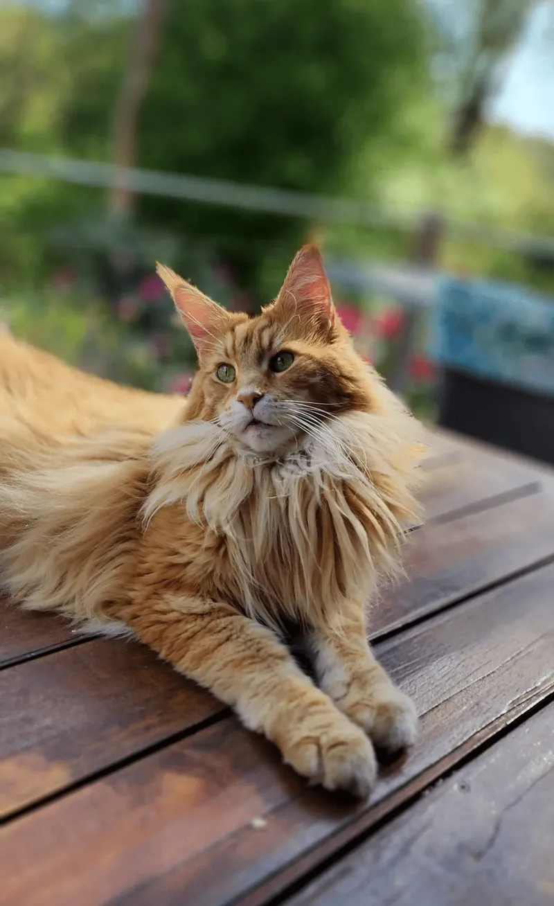 Maine Coon