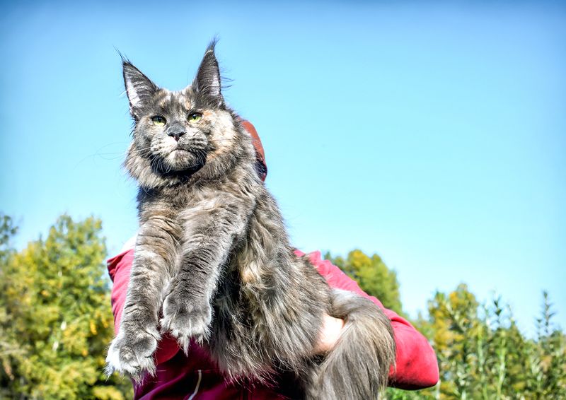 Maine Coon