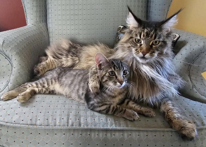 Maine Coon