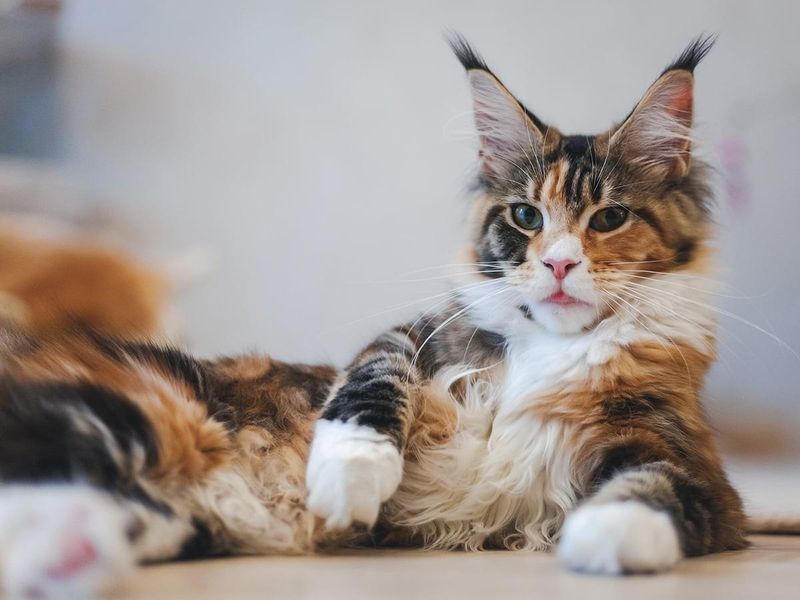 Maine Coon