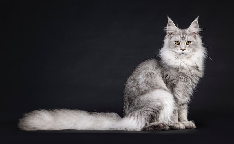 Maine Coon