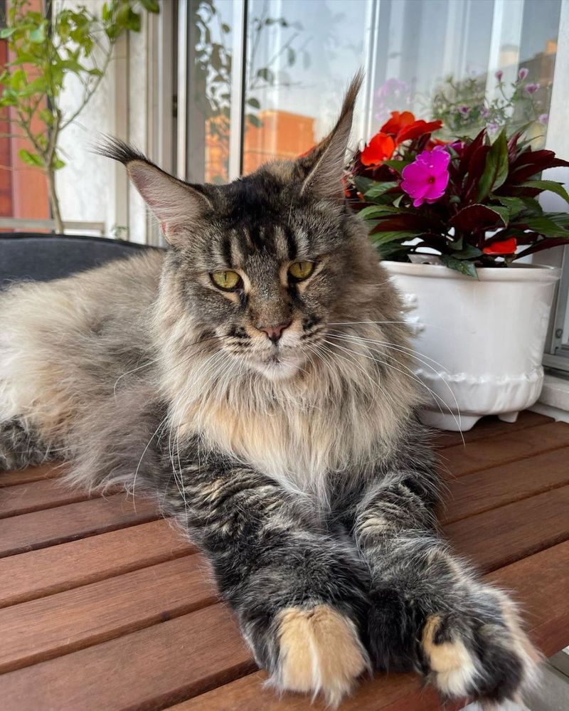 Maine Coon