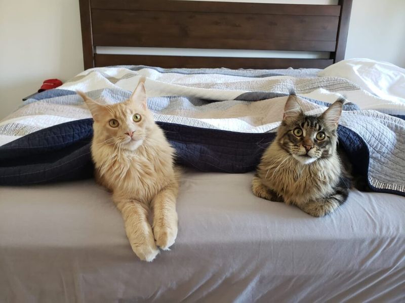Maine Coon