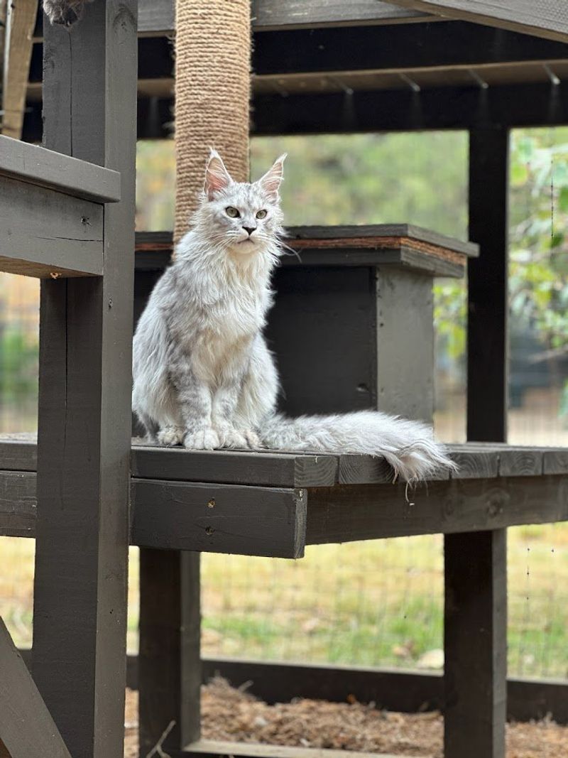 Maine Coon