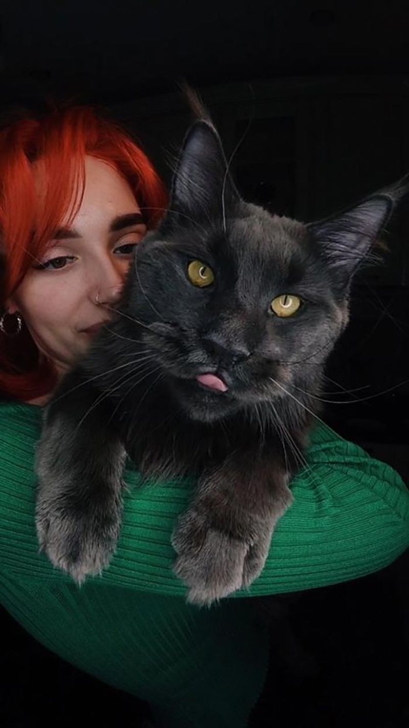 Maine Coon