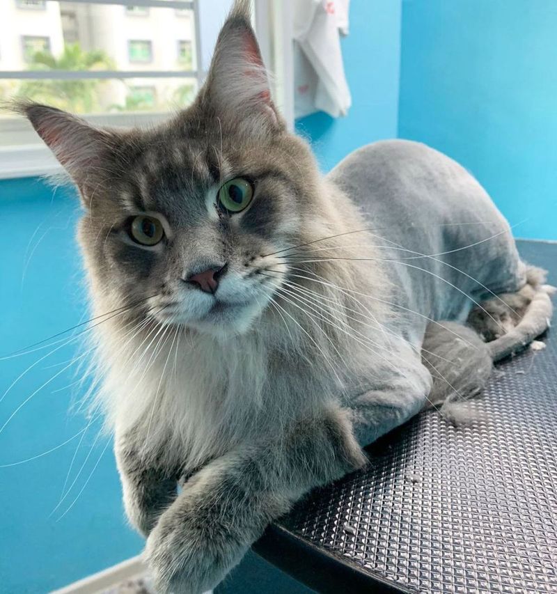 Maine Coon