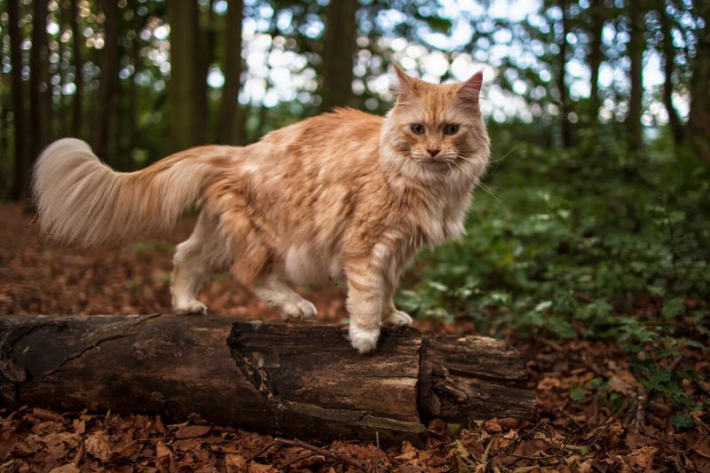 Maine Coon