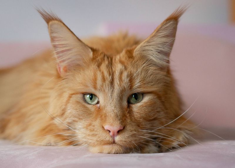 Maine Coon