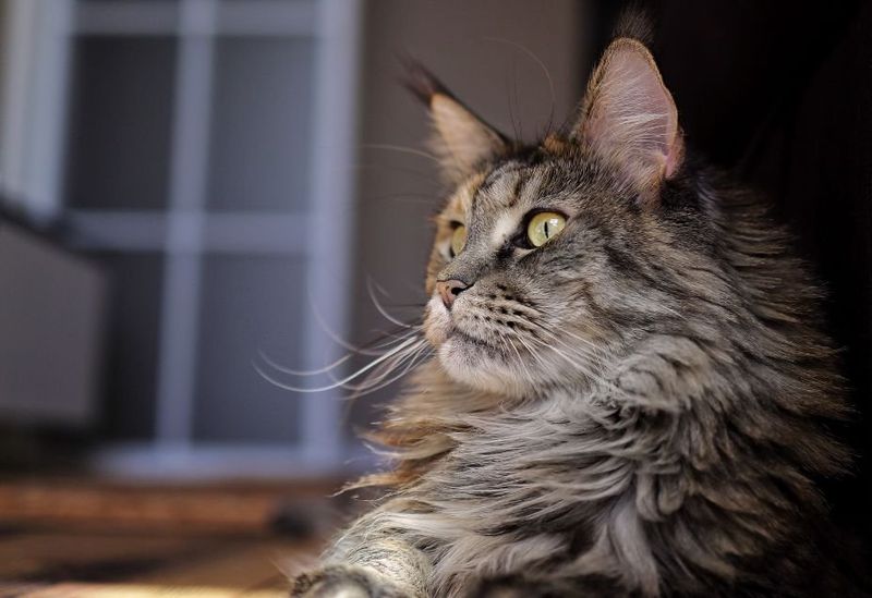 Maine Coon