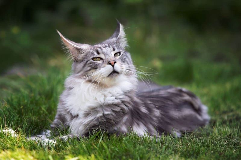 Maine Coon