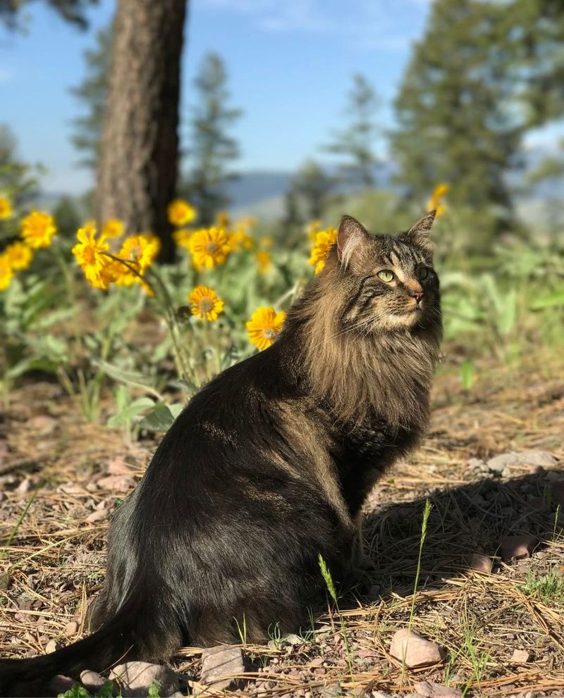Maine Coon