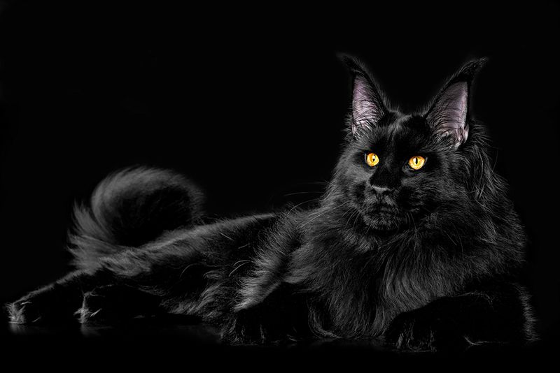 Maine Coon