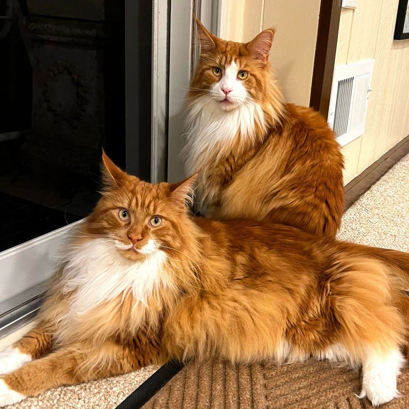 Maine Coon