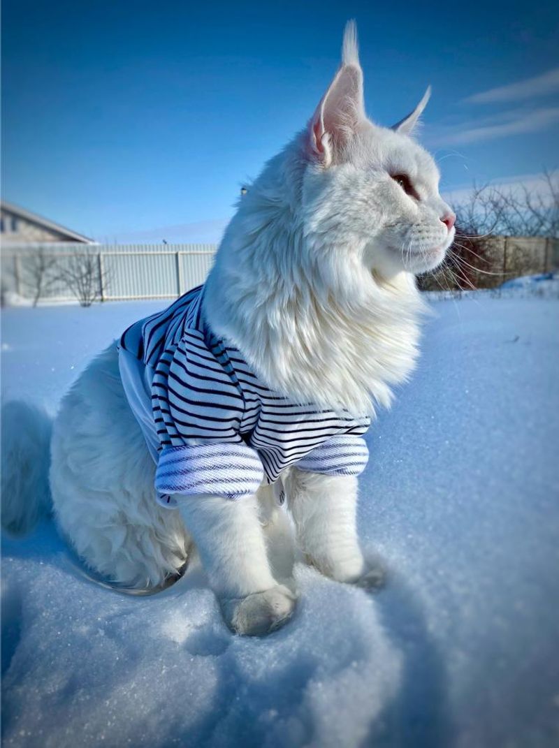 Maine Coon