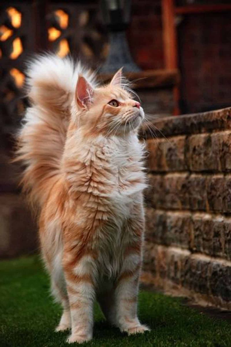 Maine Coon