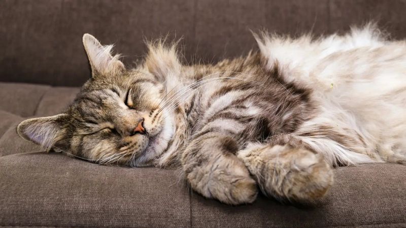 Maine Coon