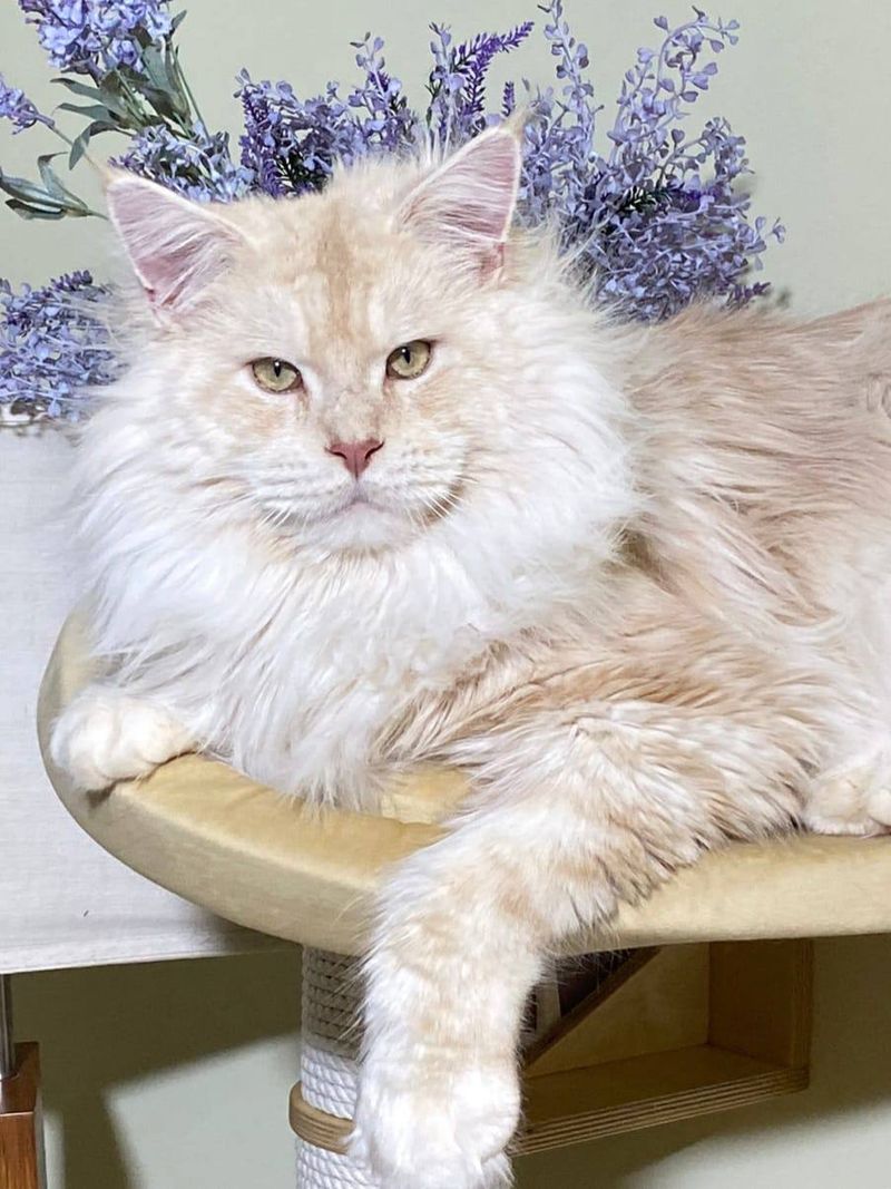 Maine Coon