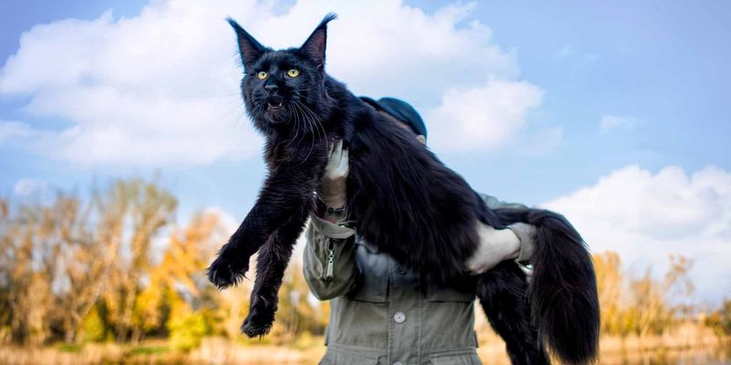 Maine Coon