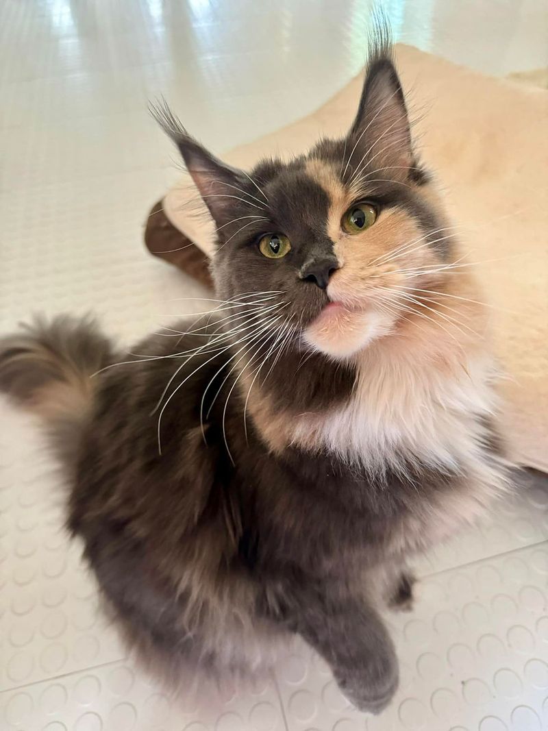 Maine Coon