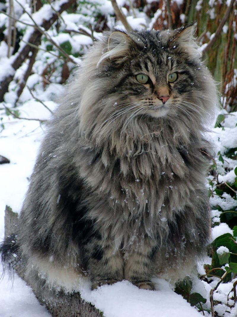 Maine Coon