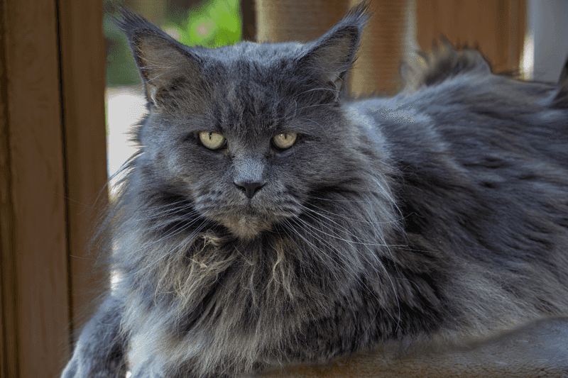 Maine Coon Blue