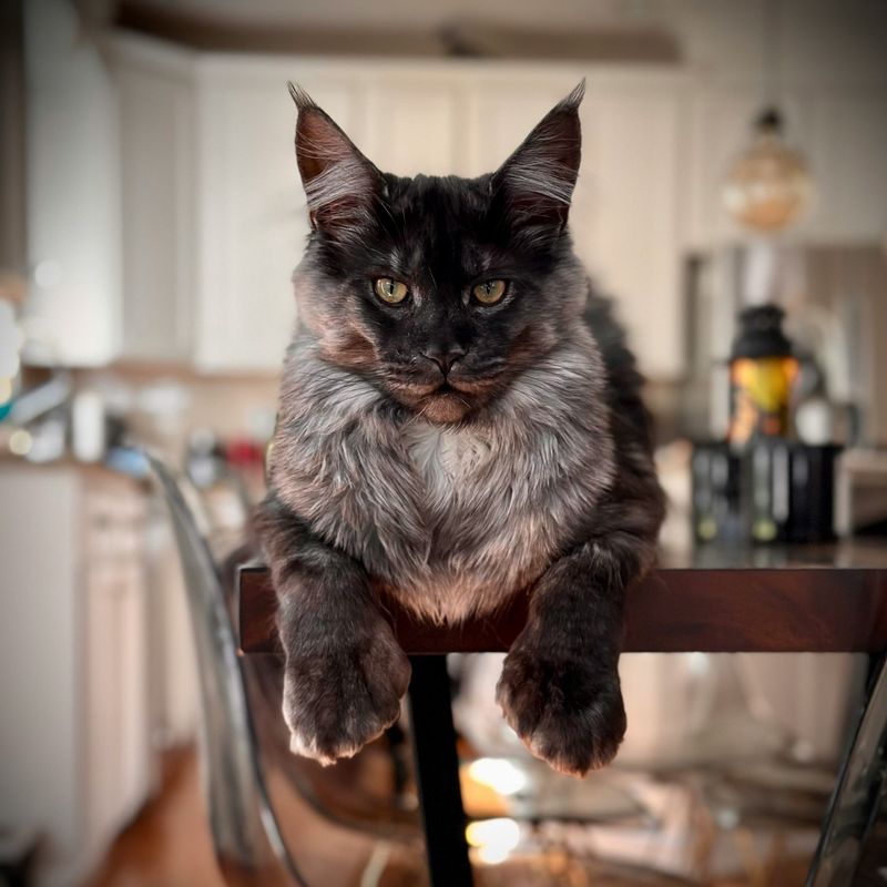 Maine Coon Cats