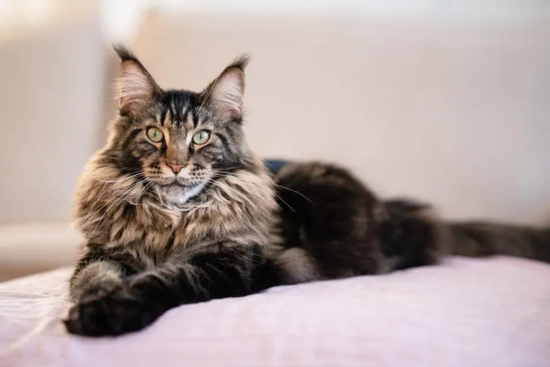Maine Coon Cats