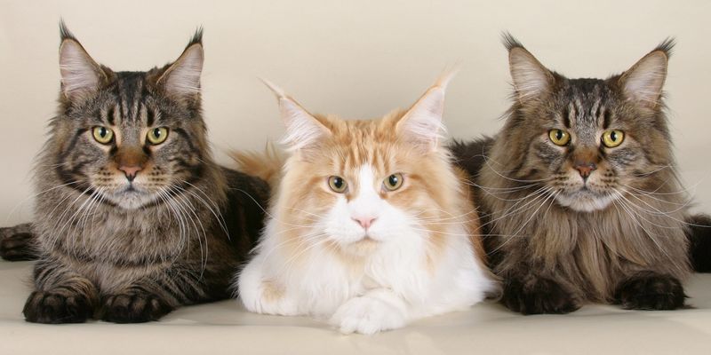 Maine Coon Mania