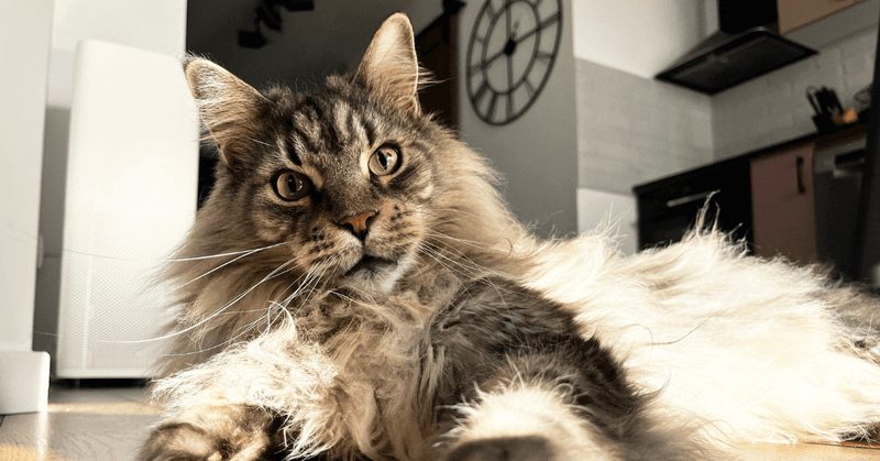 Maine Coon