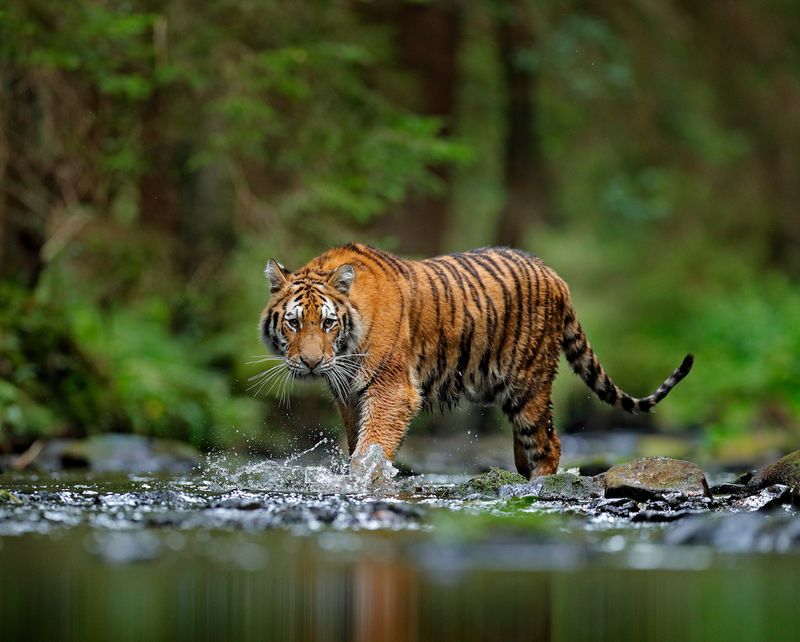 Majestic Stripes