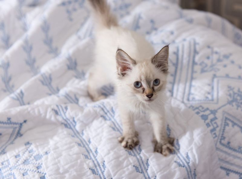 Making Biscuits on Your Belongings