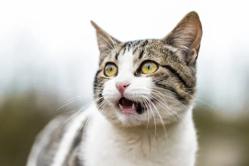 Making Loud Noises or Sudden Movements