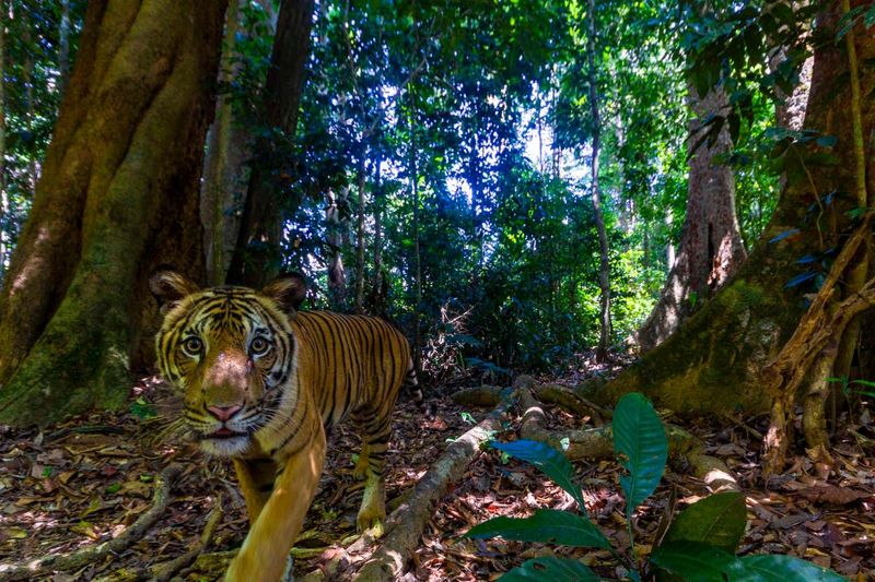 Malayan Tiger