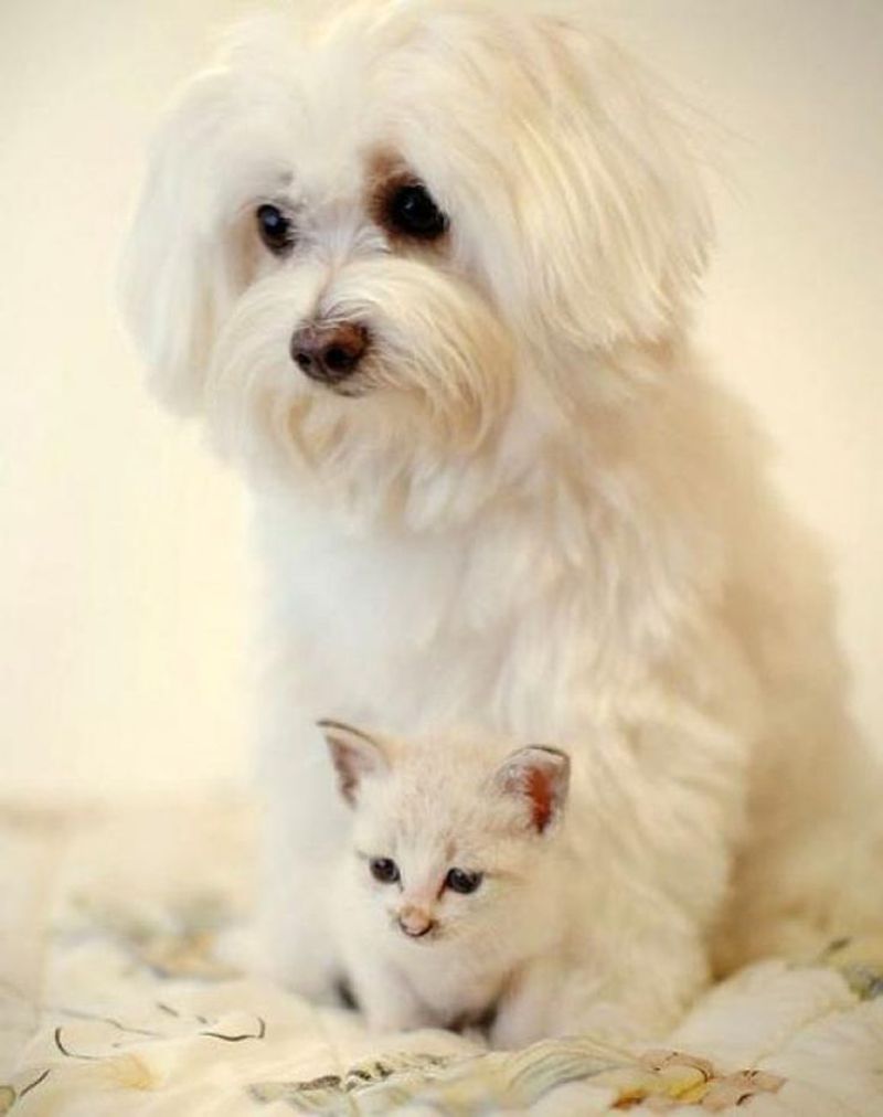 Maltese
