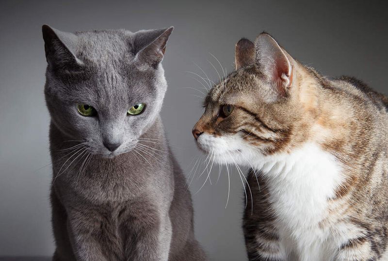 Manage Multi-Pet Introductions Carefully