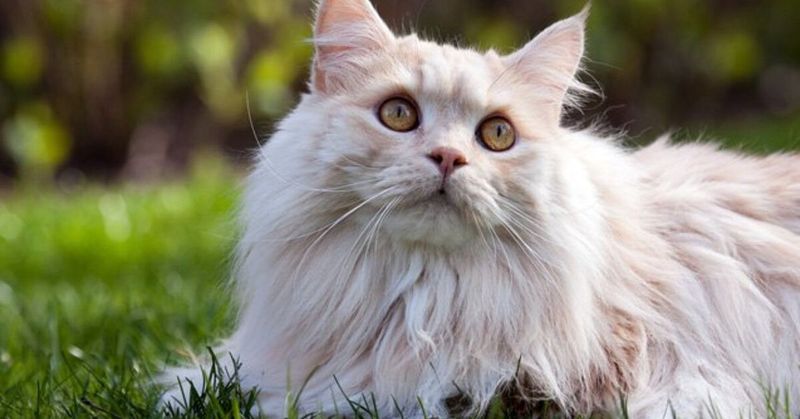 Manx