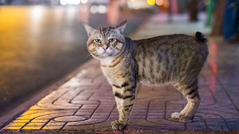 Manx