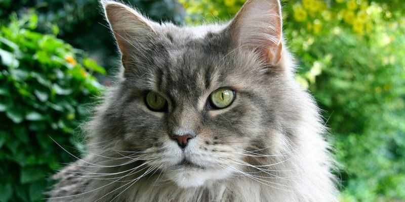 Manx