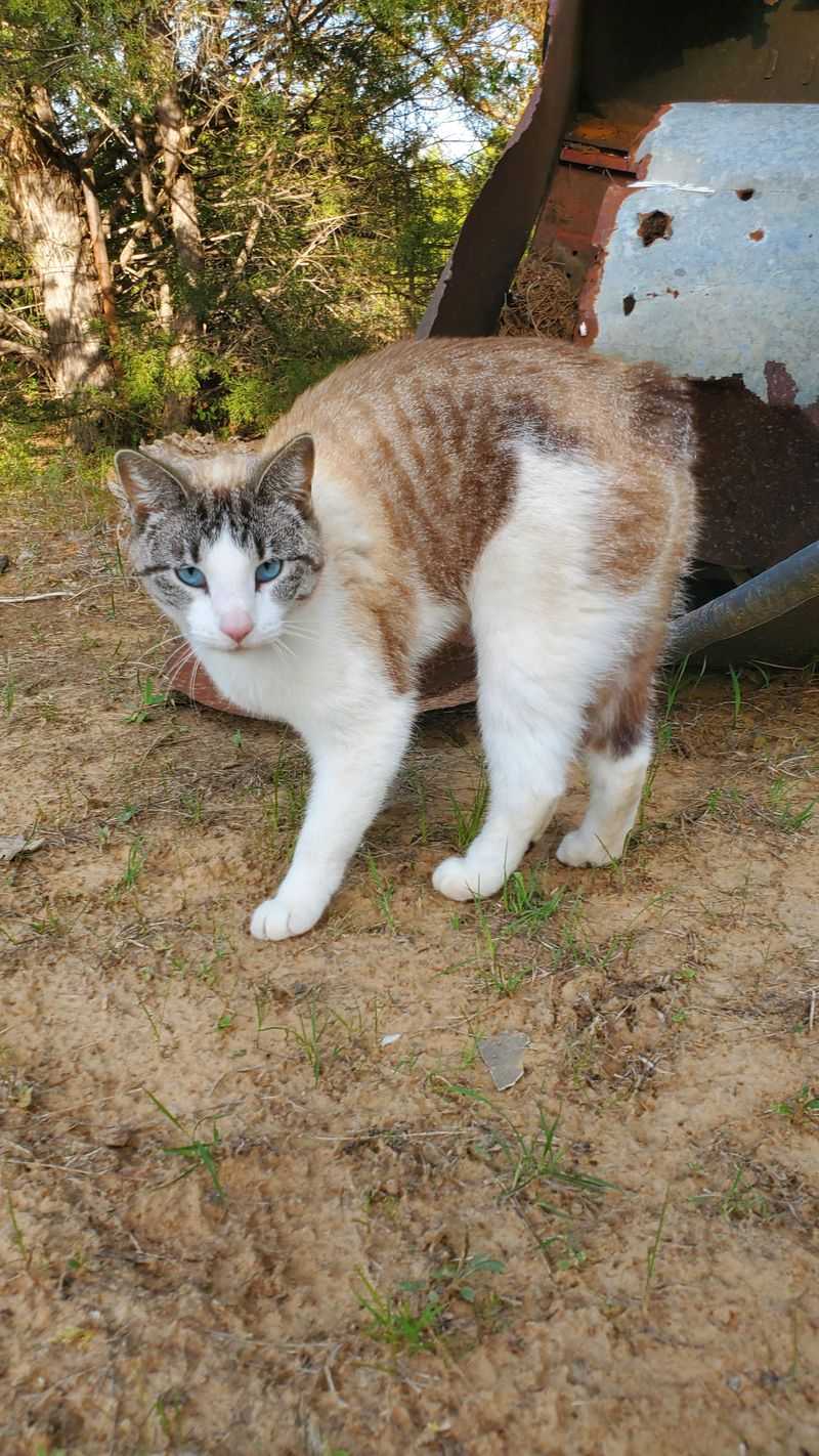 Manx