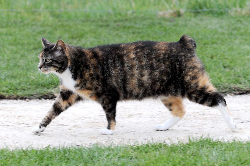 Manx