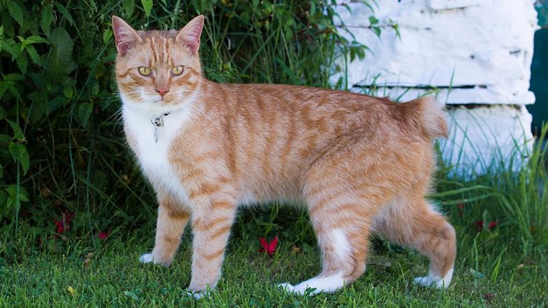 Manx
