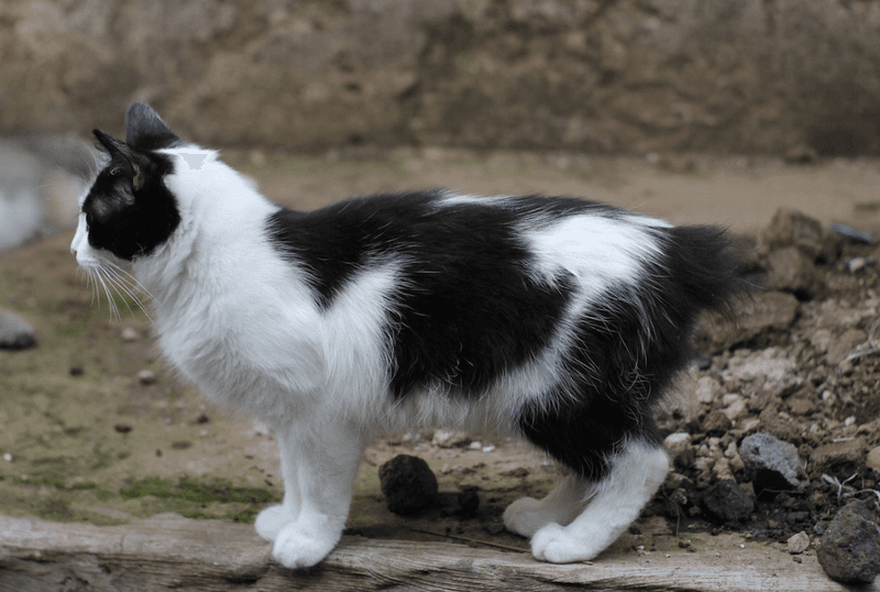 Manx