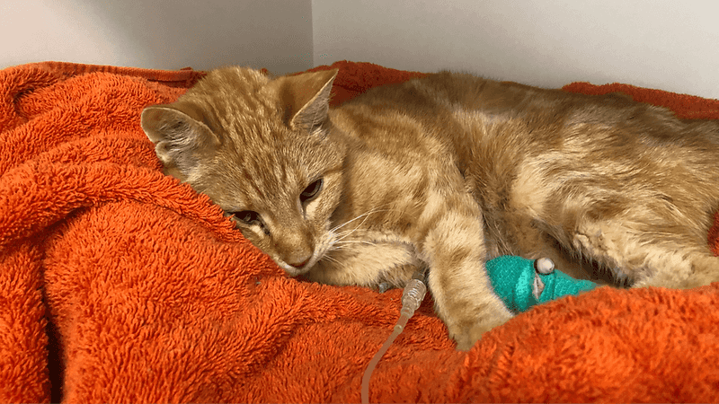 Many Cats Are Chronically Dehydrated