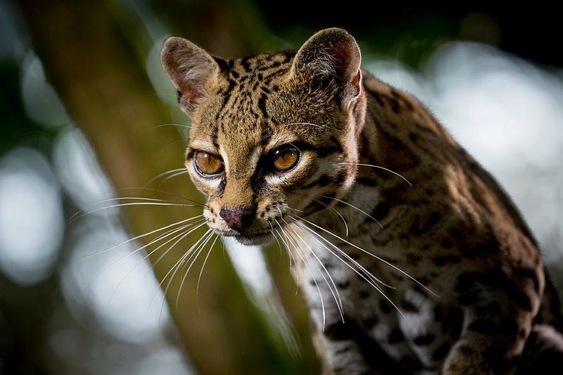 Margay